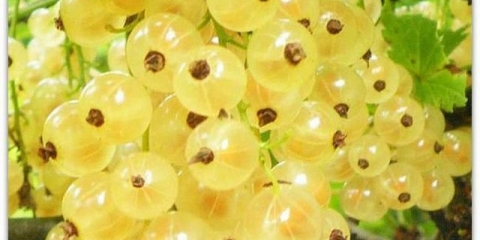 Bijela ribizla versaillesa